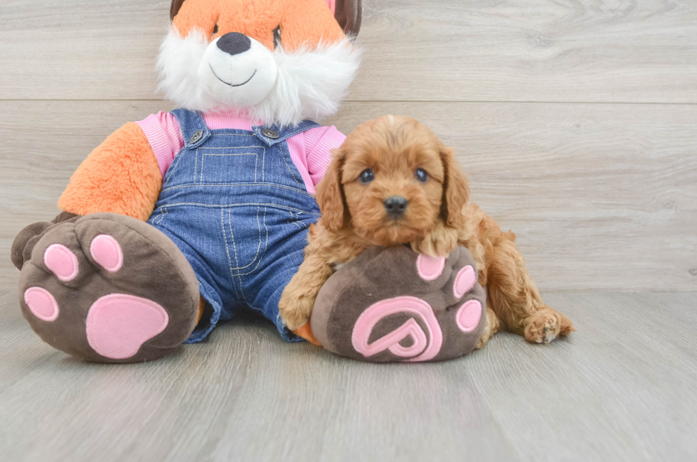 5 week old Cavapoo Puppy For Sale - Lone Star Pups