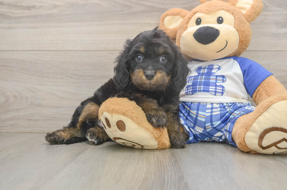 6 week old Cavapoo Puppy For Sale - Lone Star Pups