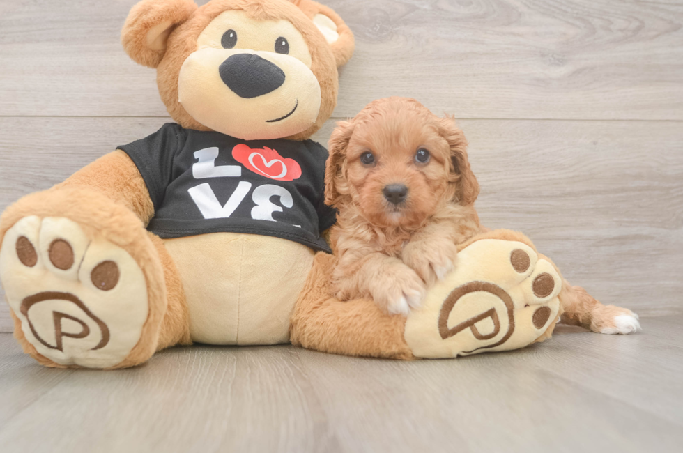 7 week old Cavapoo Puppy For Sale - Lone Star Pups