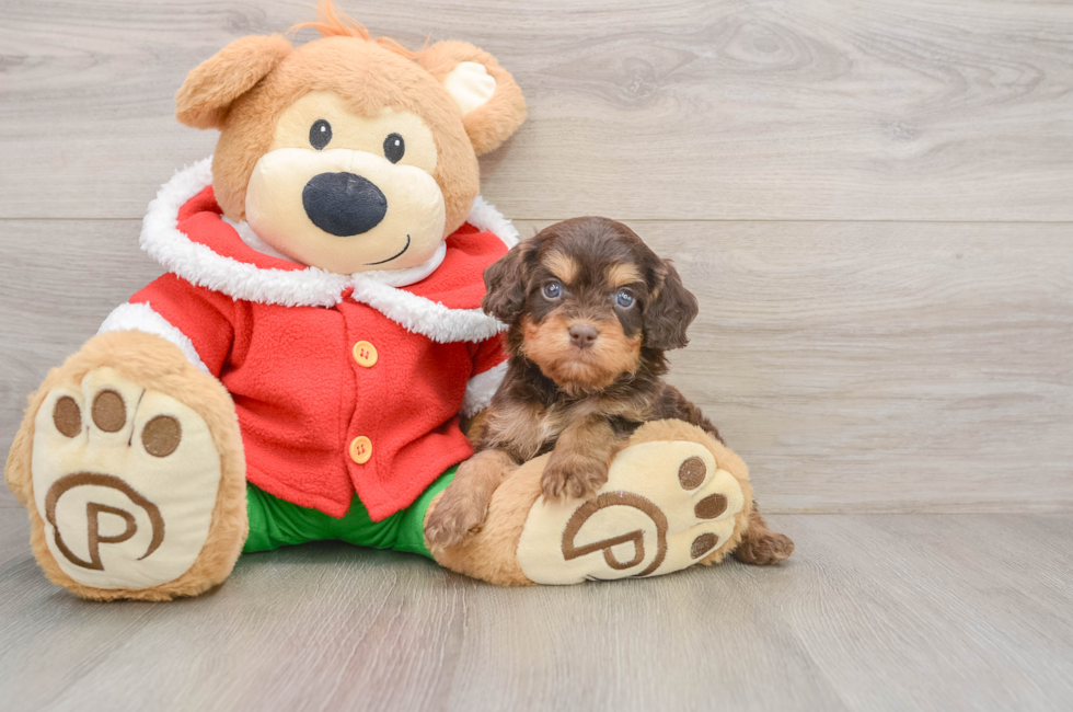 5 week old Cavapoo Puppy For Sale - Lone Star Pups