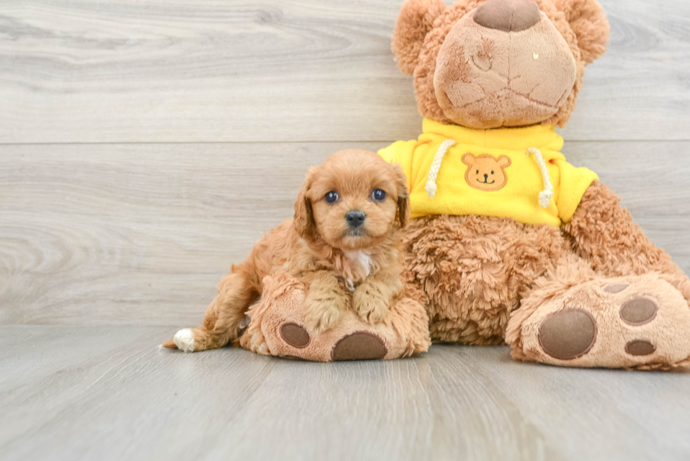 Small Cavapoo Baby