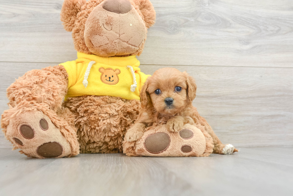 Happy Cavapoo Baby
