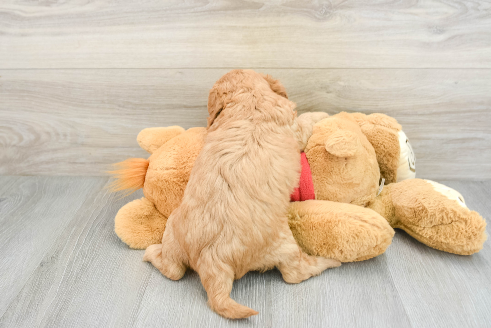 Cavapoo Pup Being Cute