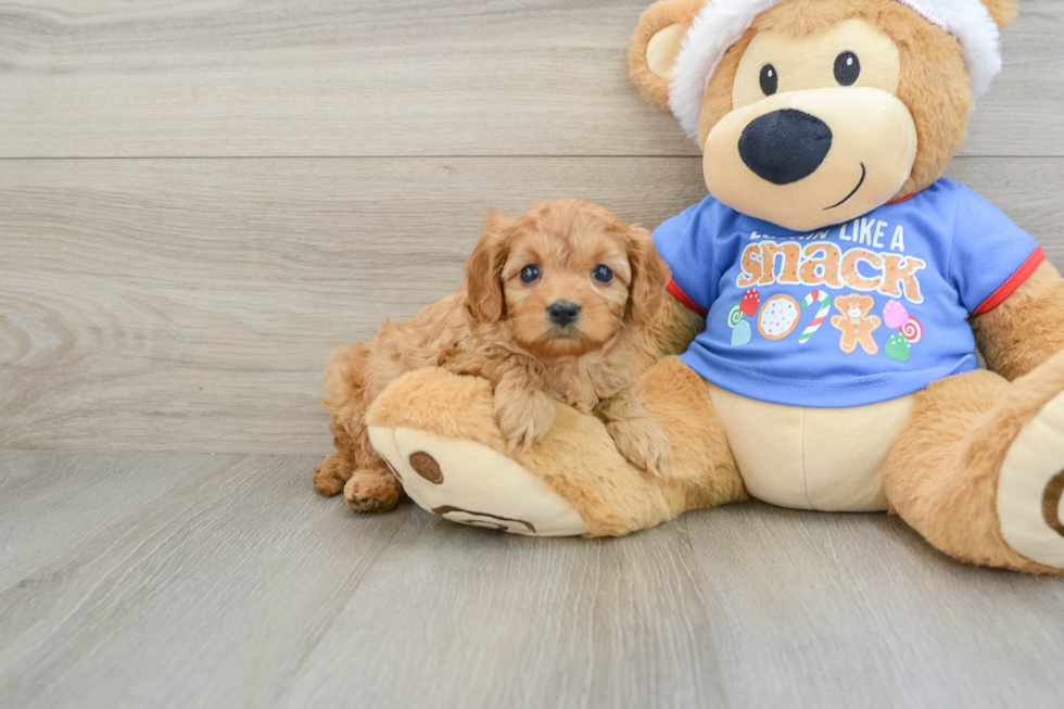 Sweet Cavapoo Baby