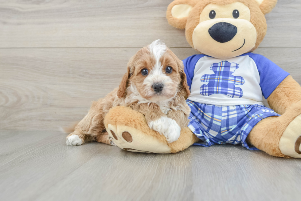 Best Cavapoo Baby