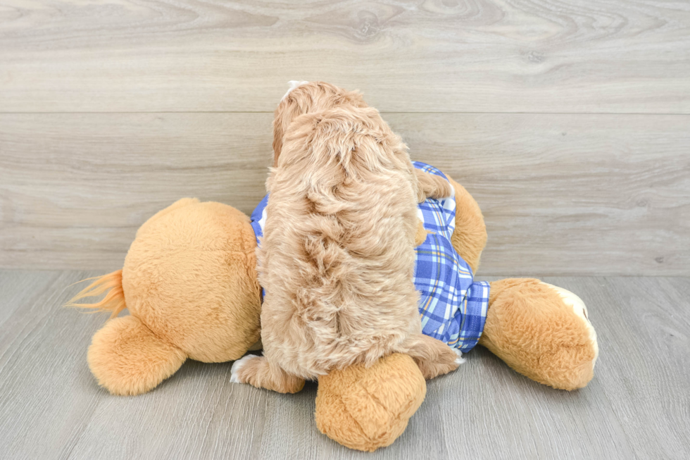 Adorable Cavalier King Charles Spaniel and Poodle Mix Poodle Mix Puppy