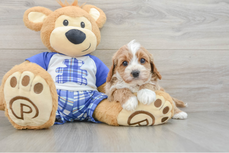 Smart Cavapoo Poodle Mix Pup