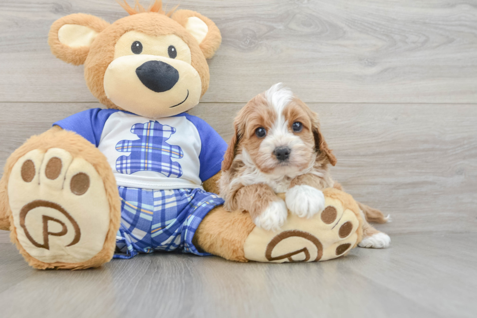 Smart Cavapoo Poodle Mix Pup