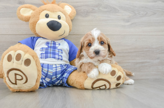Smart Cavapoo Poodle Mix Pup