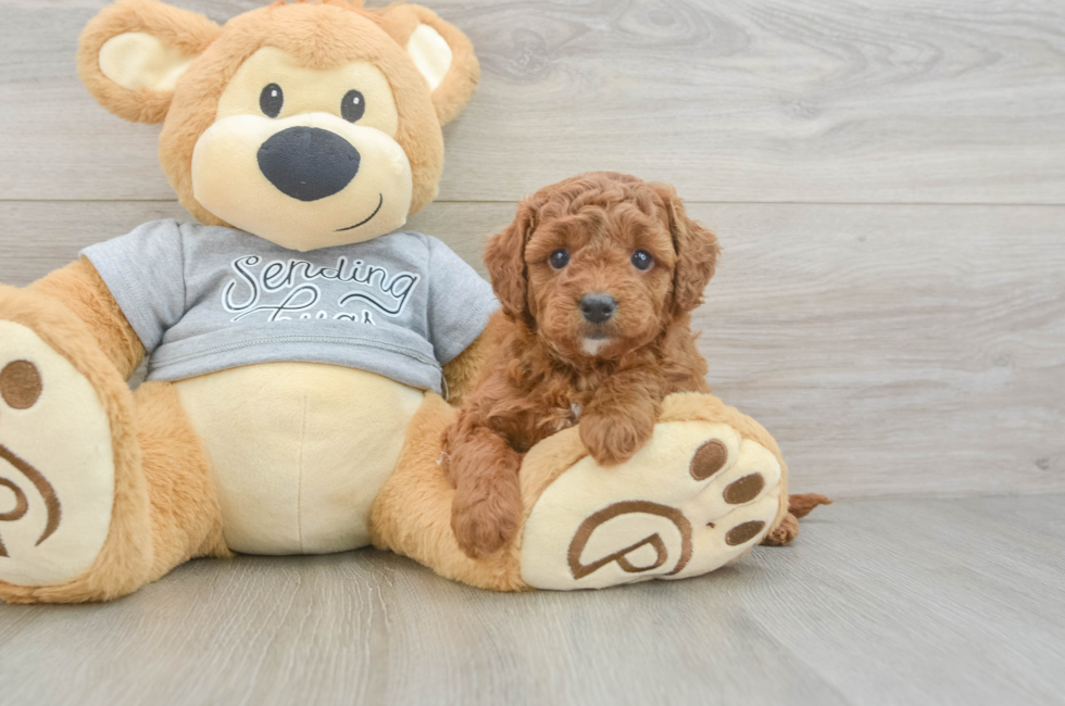 5 week old Cavapoo Puppy For Sale - Lone Star Pups