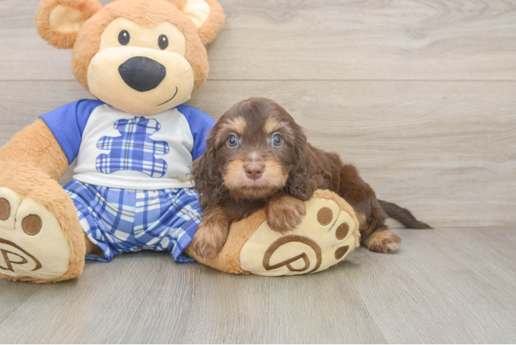 Cavapoo Puppy for Adoption