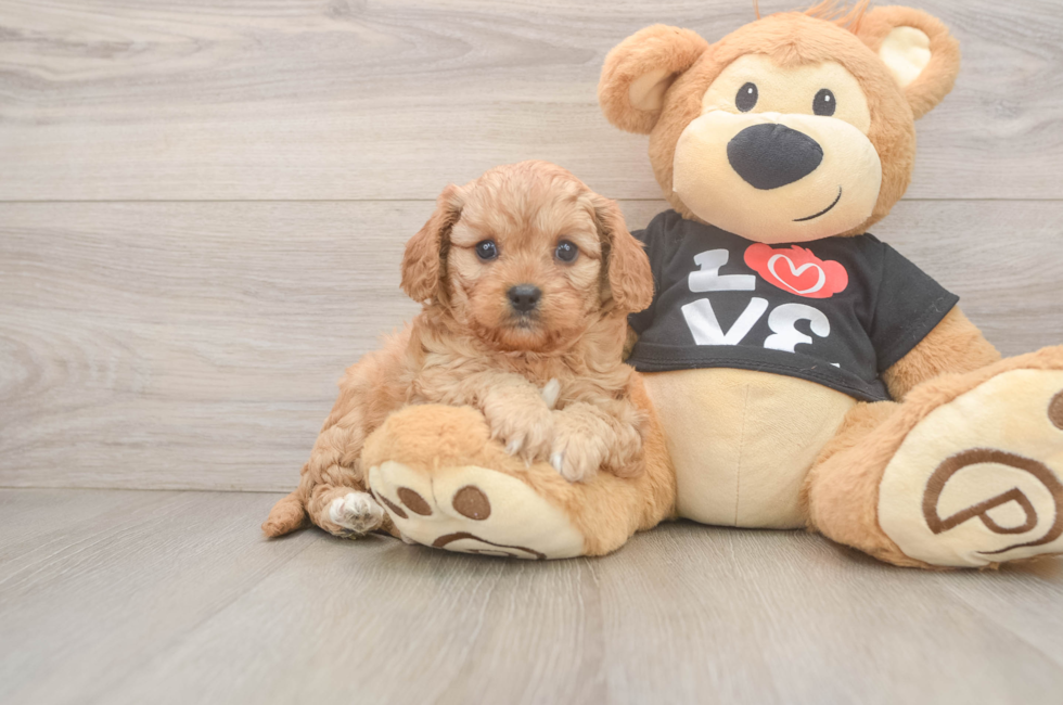 7 week old Cavapoo Puppy For Sale - Lone Star Pups