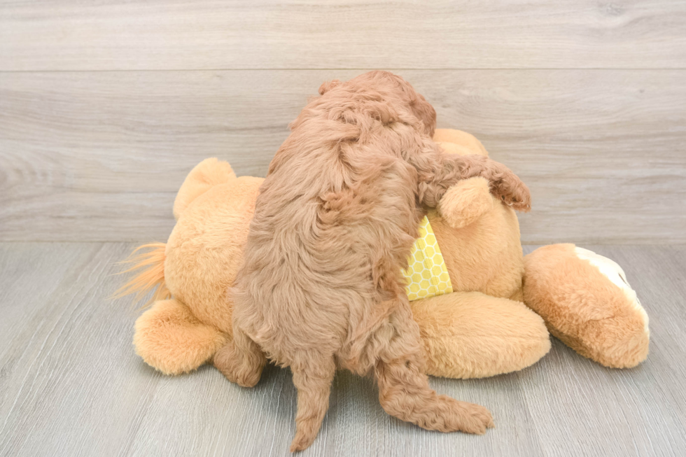 Adorable Cavalier King Charles Spaniel and Poodle Mix Poodle Mix Puppy