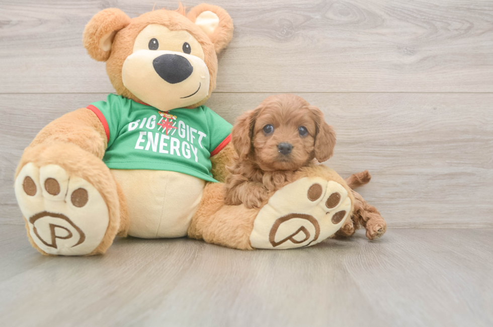 5 week old Cavapoo Puppy For Sale - Lone Star Pups