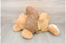 Cavapoo Puppy for Adoption