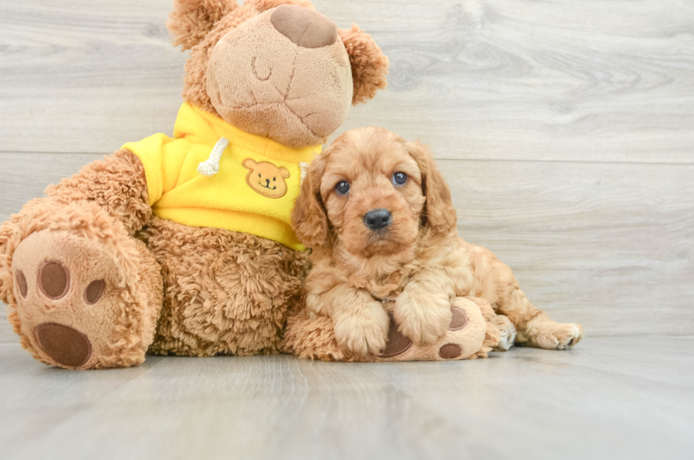 7 week old Cavapoo Puppy For Sale - Lone Star Pups