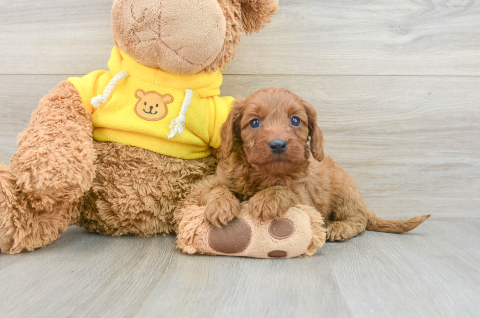 8 week old Cavapoo Puppy For Sale - Lone Star Pups