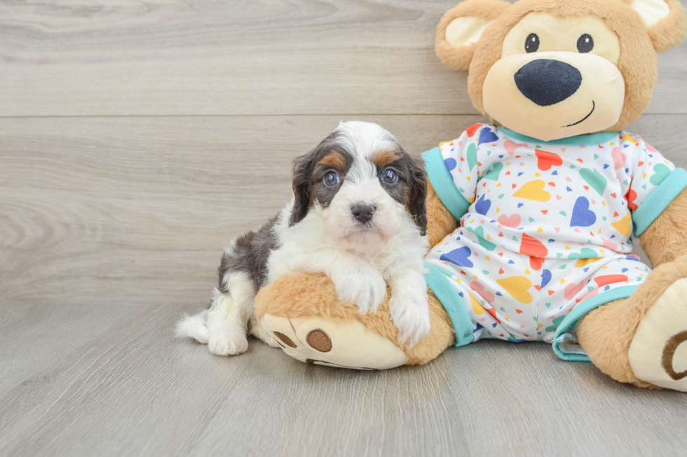 Cavapoo Puppy for Adoption