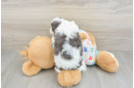 Small Cavapoo Baby