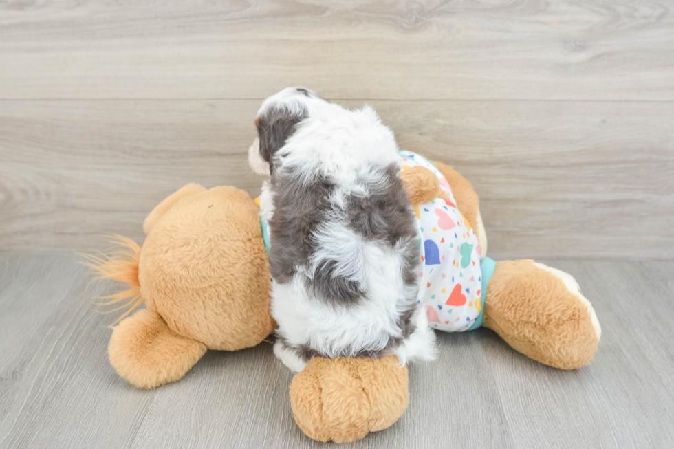 Small Cavapoo Baby
