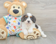 8 week old Cavapoo Puppy For Sale - Lone Star Pups