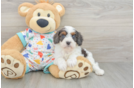 Cavapoo Puppy for Adoption