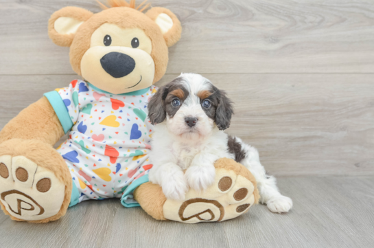 Cavapoo Puppy for Adoption