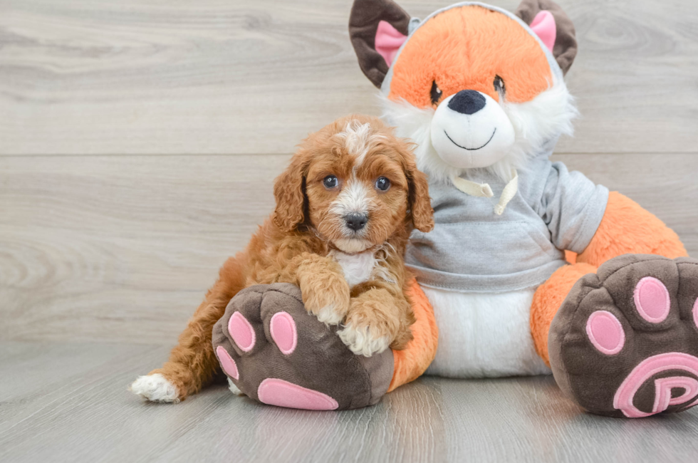 5 week old Cavapoo Puppy For Sale - Lone Star Pups