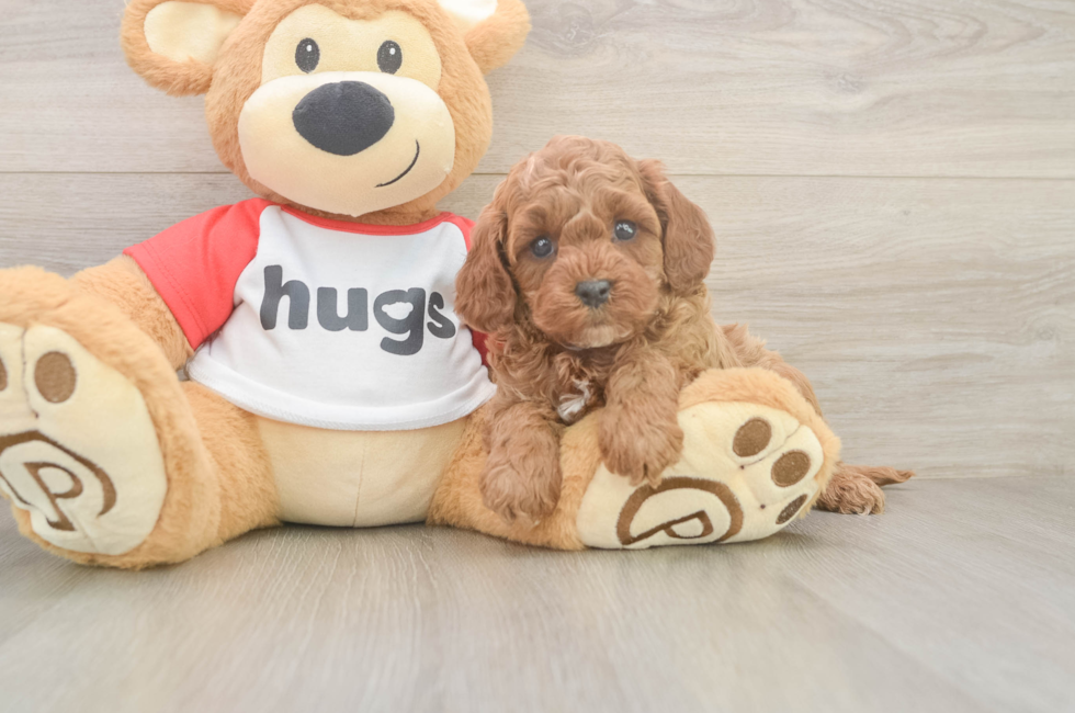 6 week old Cavapoo Puppy For Sale - Lone Star Pups