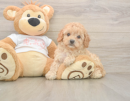 7 week old Cavapoo Puppy For Sale - Lone Star Pups