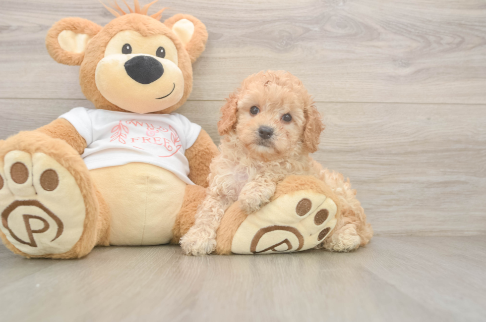 6 week old Cavapoo Puppy For Sale - Lone Star Pups