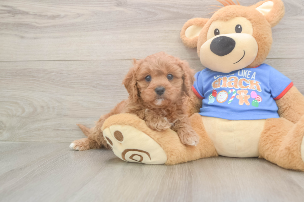 5 week old Cavapoo Puppy For Sale - Lone Star Pups