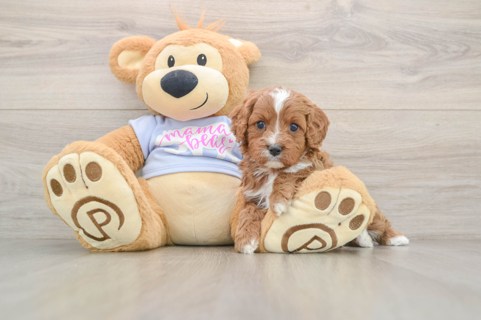 Cavapoo Pup Being Cute