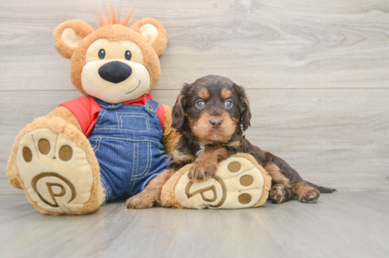 Energetic Cavoodle Poodle Mix Puppy