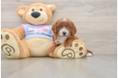 Cavapoo Puppy for Adoption