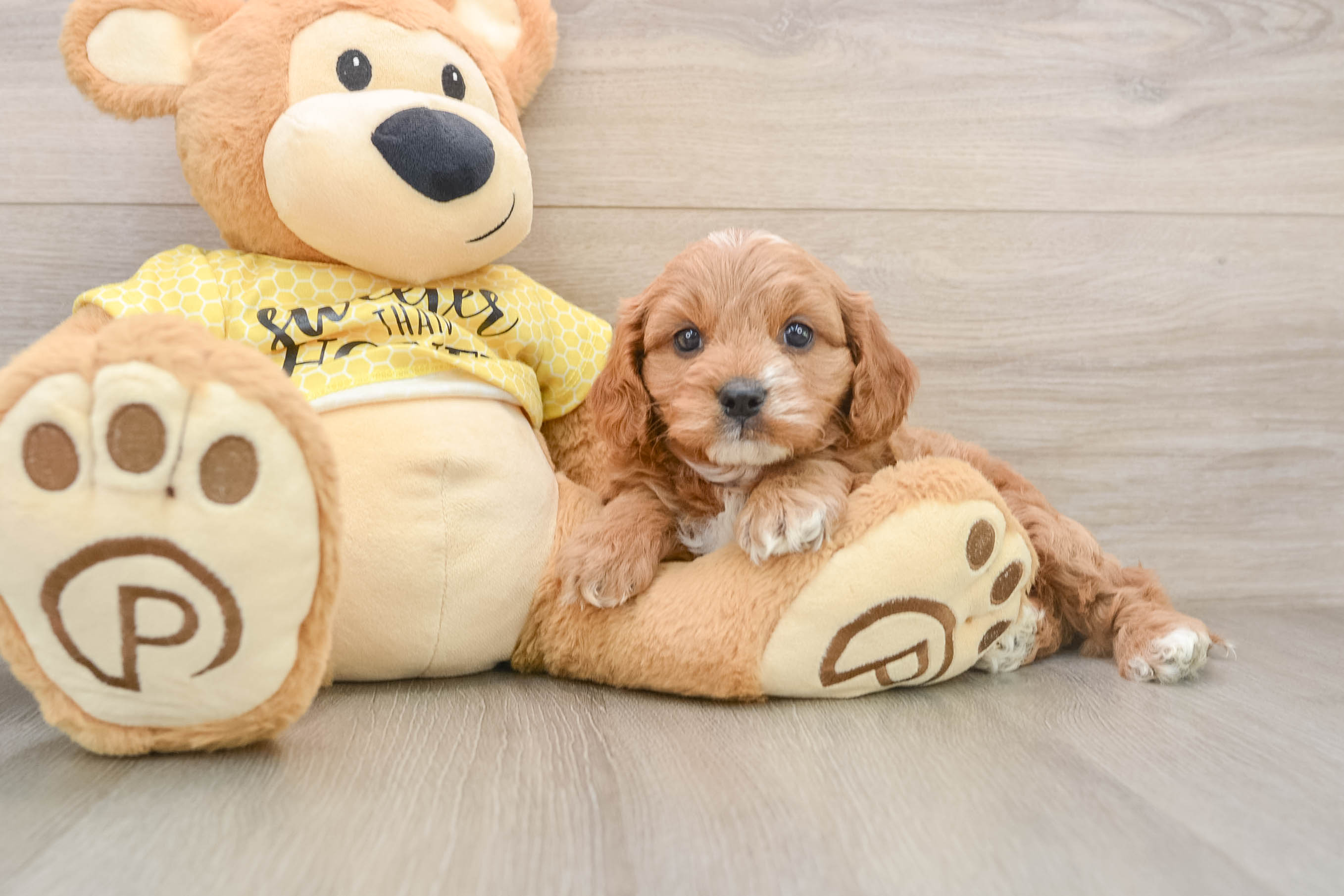 Cavapoo Puppy for Adoption