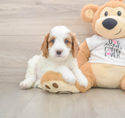 7 week old Cavapoo Puppy For Sale - Lone Star Pups