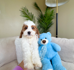9 week old Cavapoo Puppy For Sale - Lone Star Pups