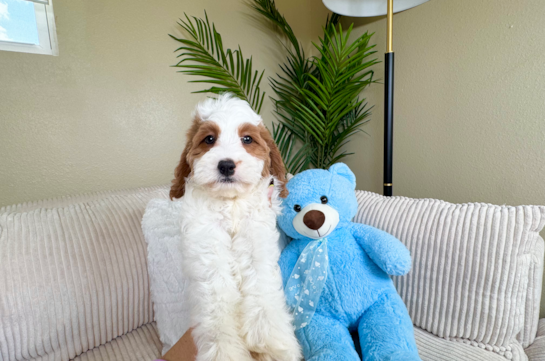Cute Cavapoo Poodle Mix Pup