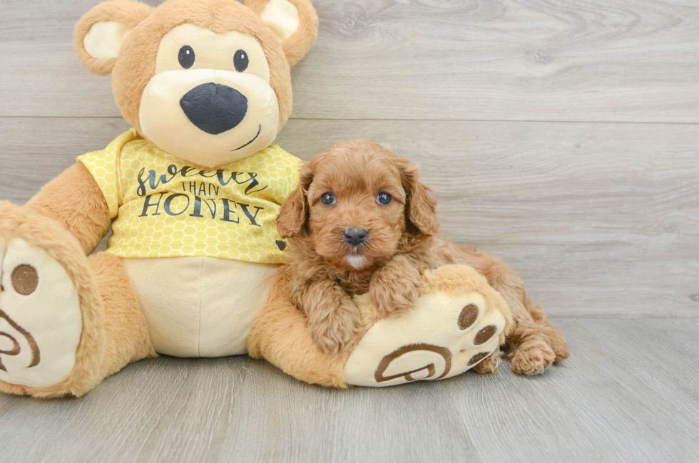 6 week old Cavapoo Puppy For Sale - Lone Star Pups