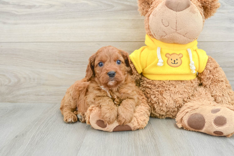 Cavapoo Puppy for Adoption