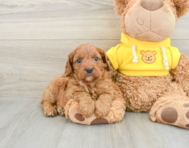 8 week old Cavapoo Puppy For Sale - Lone Star Pups