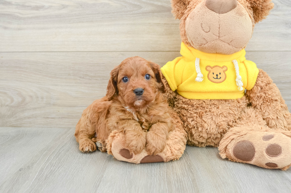 6 week old Cavapoo Puppy For Sale - Lone Star Pups