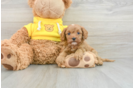 Cavapoo Puppy for Adoption