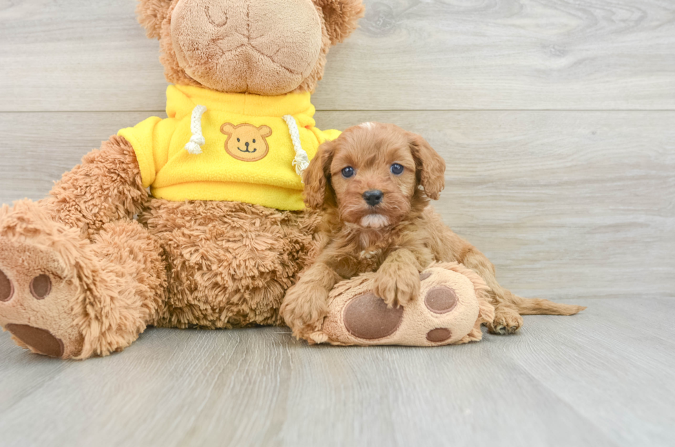 8 week old Cavapoo Puppy For Sale - Lone Star Pups