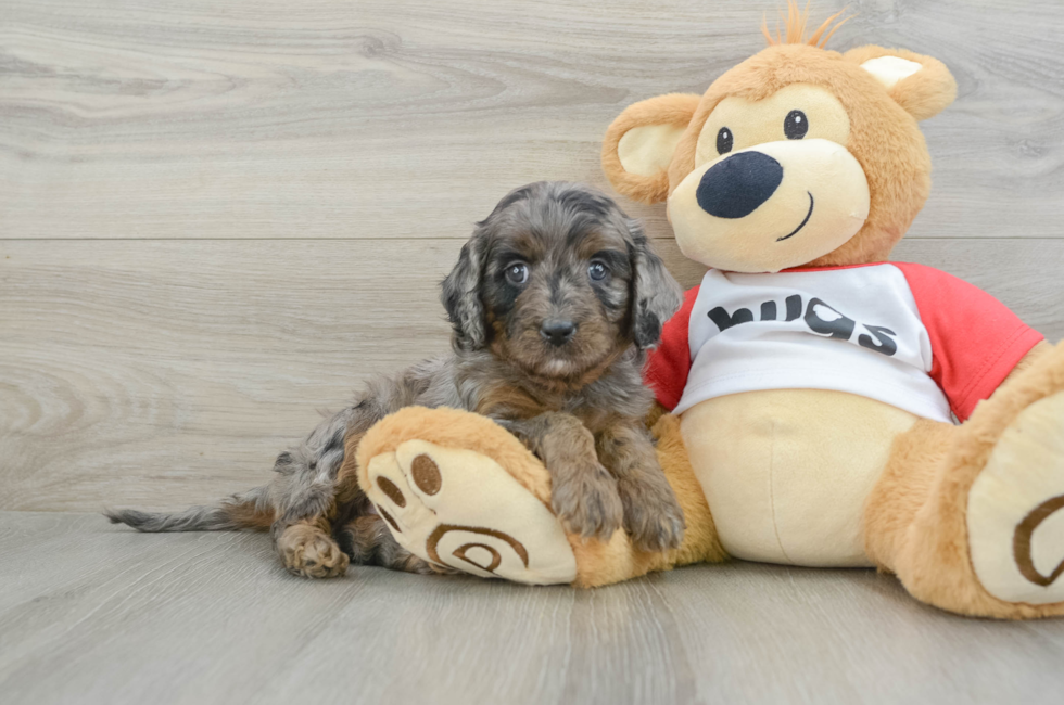 5 week old Cavapoo Puppy For Sale - Lone Star Pups