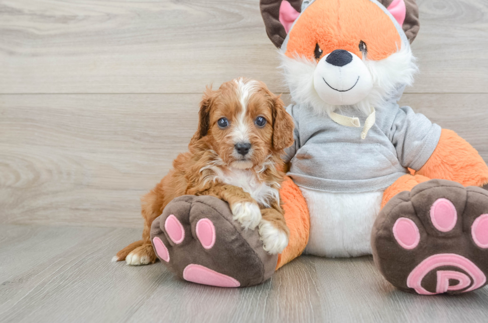 5 week old Cavapoo Puppy For Sale - Lone Star Pups