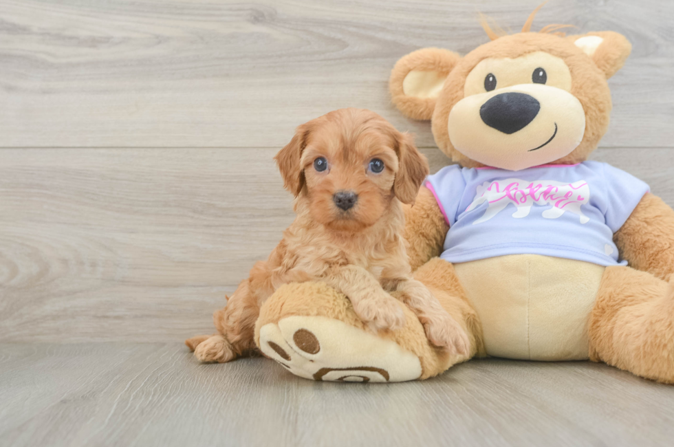 5 week old Cavapoo Puppy For Sale - Lone Star Pups