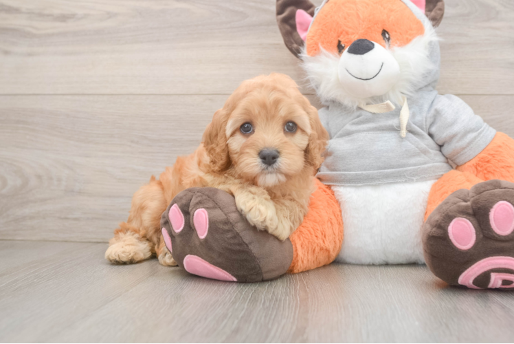 Best Cavapoo Baby
