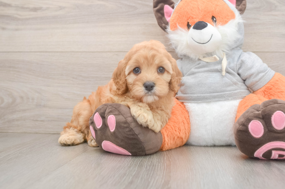5 week old Cavapoo Puppy For Sale - Lone Star Pups